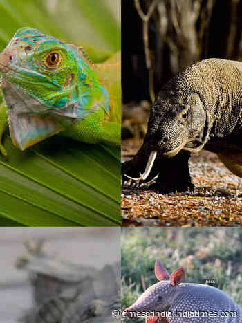 ​10 rare and endangered reptiles