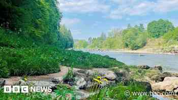Record River Dee warmth 'threatens salmon'