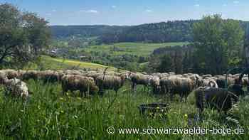 Angriffe auf Herden: Haiterbacher Schäfer über Nutztierhaltung im Wolfsgebiet
