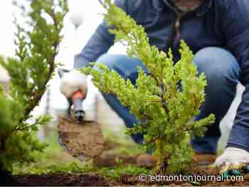 Growing Things: Conquering clay problem to help ornamental trees thrive