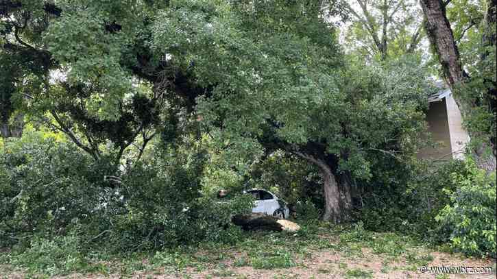 Downed tree crushes house, 2 cars, brings down power line
