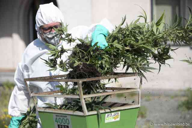 Deurwaarder ontdekt cannabisplantage tijdens beslagronde in Merksem