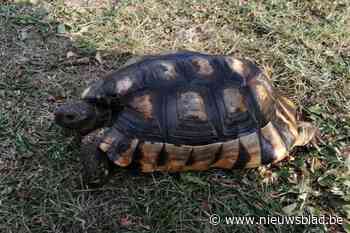 Grote opluchting voor derde kleuterklasje: schildpad Plato is twee dagen na raadselachtige verdwijning weer terecht