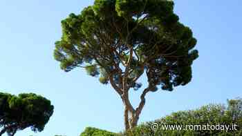 Un masterplan per rafforzare e salvaguardare gli alberi di Roma