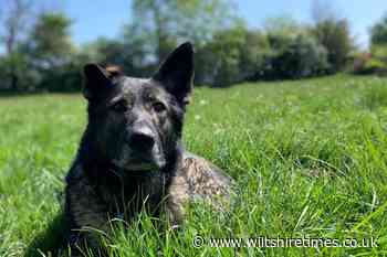 Sadness as Wiltshire Police dog 'feared by criminals' dies