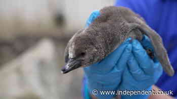 Eleven rare Humboldt penguin chicks welcomed at Chester Zoo