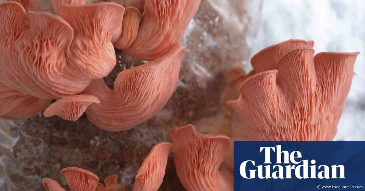Mushroom-growing boom could cause biodiversity crisis, warn UK experts
