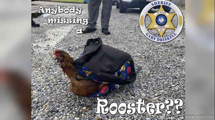 Deputies searching for owner of supposedly kidnapped rooster