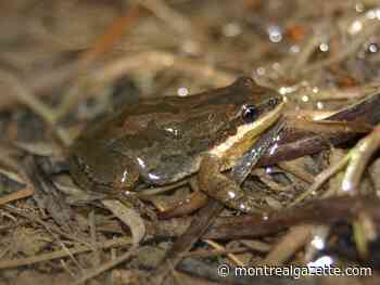 Federal environment minister touts efforts to save chorus frog habitat