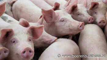 Weken van de waarheid voor de varkensprijzen