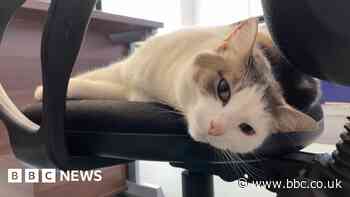Train firm seeks name for office cat