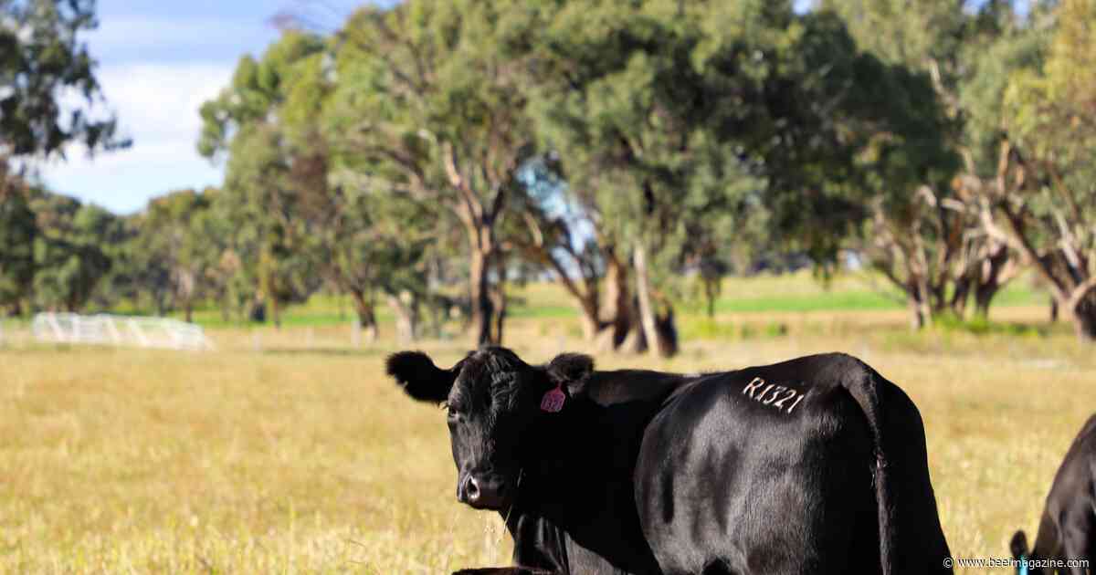 Vytelle expands to Melbourne, Australia with its 21st global bovine IVF lab