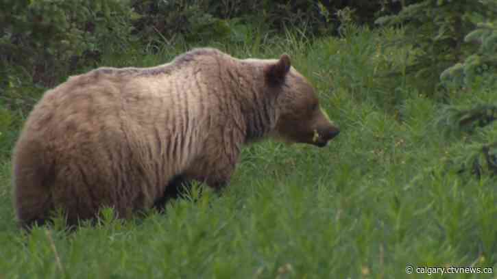Grizzly bear attack leaves 22 sheep dead at Spring Point Hutterite Colony