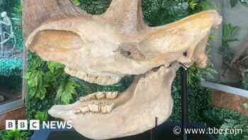 Zoo offers skull selfies with woolly rhino fossil