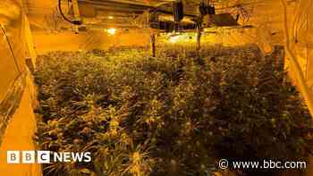 Cannabis plants worth more than £4m found