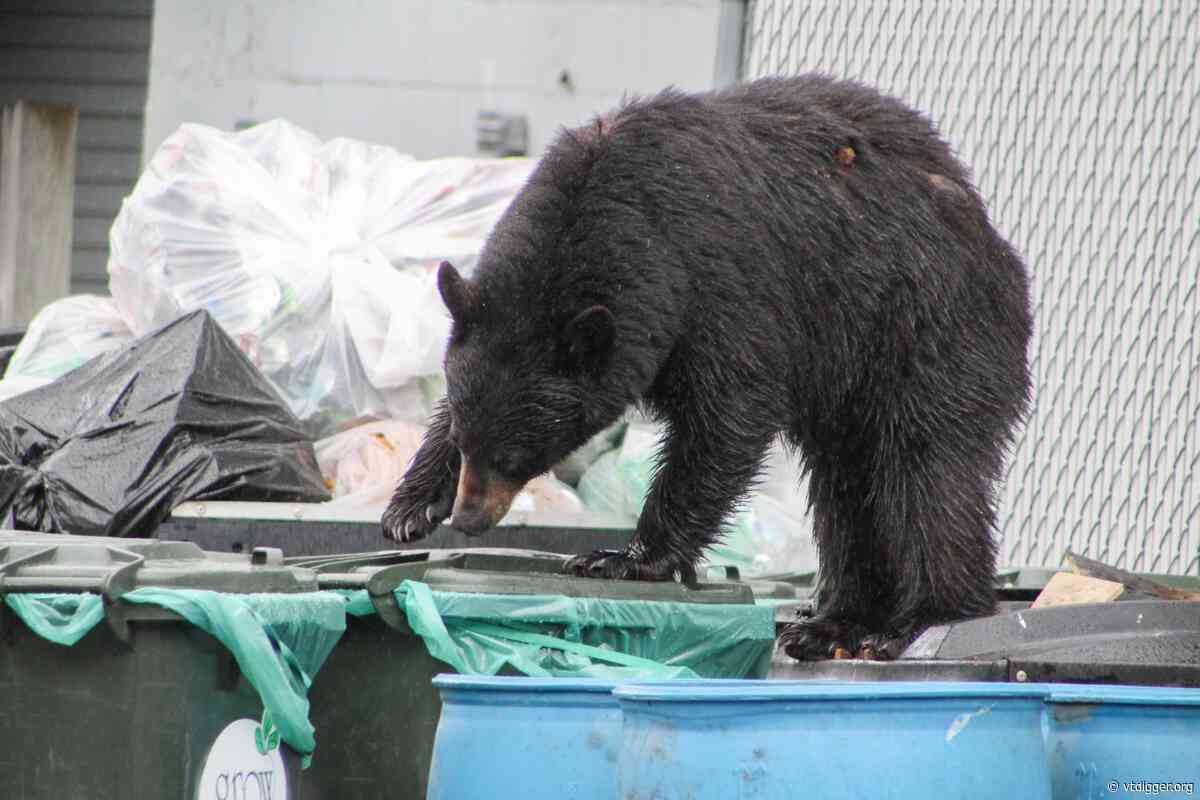Bear euthanized in Underhill displayed ‘exceptionally rare’ predatory behavior