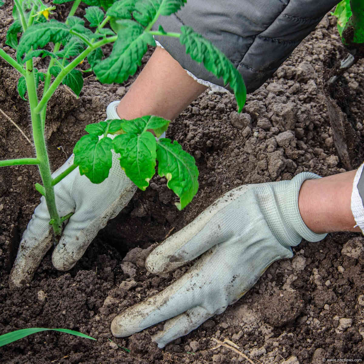 The best gardening gloves, according to experts