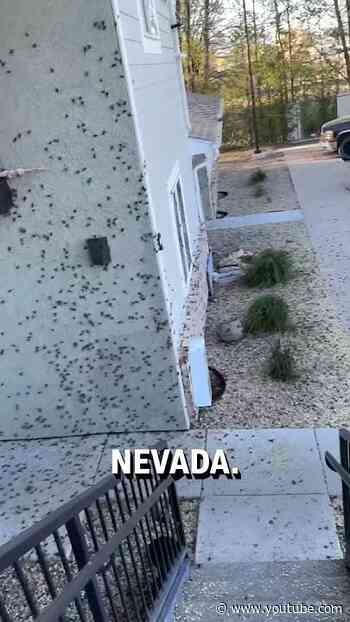 Thousands of crickets swarm house! 😳😮  -  🎥 Viralhog