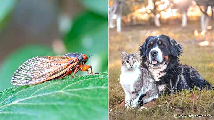 'Can my pet eat cicadas?' Expert reveals what to do if your dog or cat gets hold of this insect