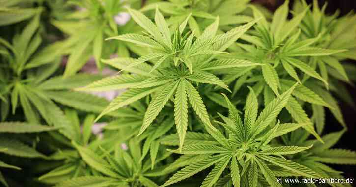 Warnungen vor mehr Hürden für Cannabis-Anbauvereine