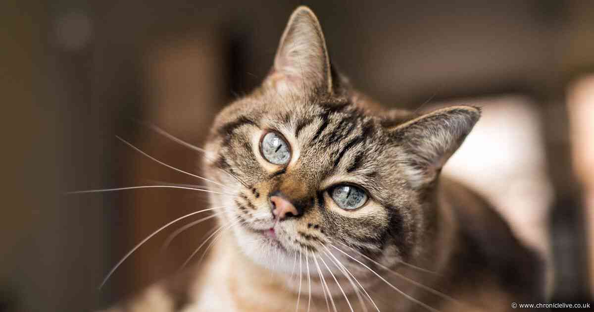 Cat owners issued one-week warning with new law set to come into force