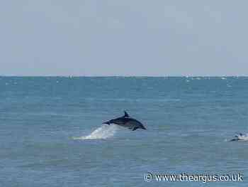 Sussex Dolphin Project records increase in sightings