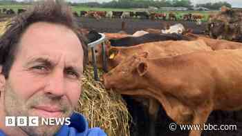 Cattle farmer fears herd sell-off after winter flooding