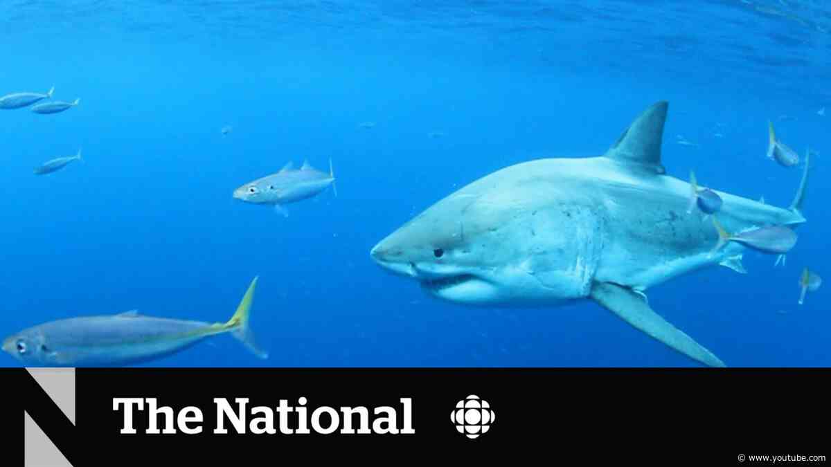 Shark watchers off Nova Scotia are going to need a bigger boat