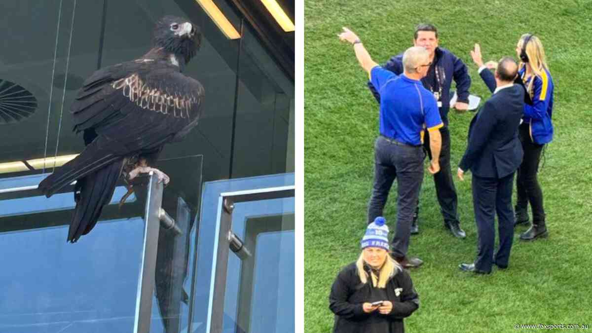 Eagle has landed… eventually: AFL game almost delayed after mascot ‘goes rogue’ again