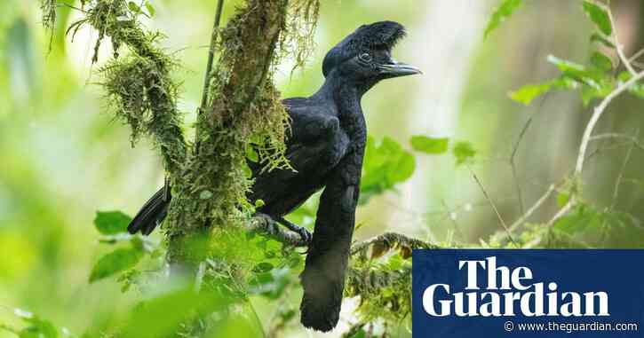 ‘More profitable than farming’: how Ecuador’s birding boom is benefiting wildlife