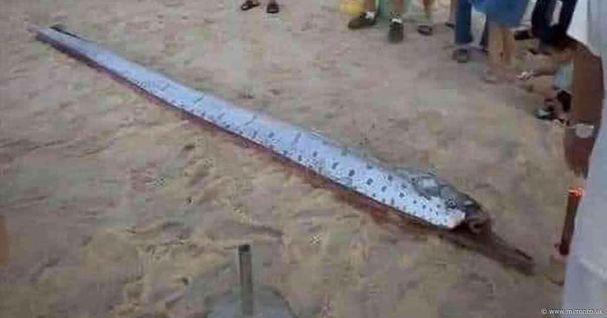 Deep sea oarfish which ‘predicts’ natural disasters washes up on beach
