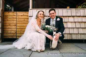 Man surprises bride with penguin ring bearer at wedding