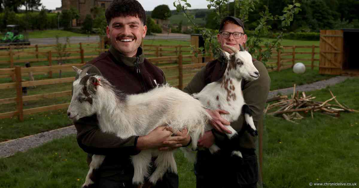 County Durham hotel opens 'tranquil' petting zoo with pygmy goats and mini rabbits