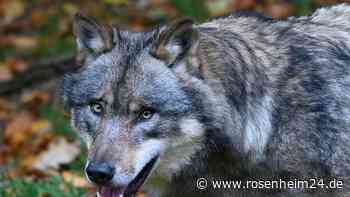 Wieder Wolf in Grassau? Tier beobachtet über Stunden Pferde - Polizei zur Hilfe gerufen