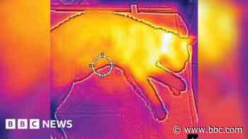 Missing moggy found with thermal imaging
