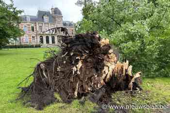 Iconische linde aan kasteel van Brasschaat omgevallen: “Veel van die oude bomen krijgen het moeilijk”