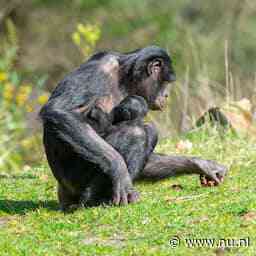 Bonobo ontsnapt uit Ouwehands Dierenpark en vlucht nabijgelegen bos in