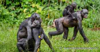 Jonge bonobo ontsnapt uit Ouwehands Dierenpark, waarschuwing voor wandelaars: ‘blijf op afstand’
