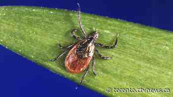 Tick season is underway in Ontario. Here's how to protect yourself