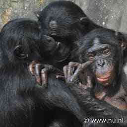 NU+ | Expert over gevaar van ontsnapte bonobo: 'Snap dat ze zich zorgen maken'