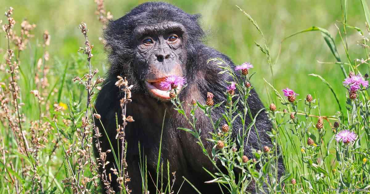 Ontsnapte bonobo uit Ouwehands Dierenpark weer gevangen, gevaar voor wandelaars is geweken