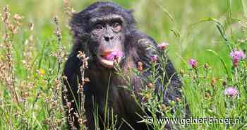 Ontsnapte bonobo uit Ouwehands Dierenpark weer gevangen, gevaar voor wandelaars is geweken