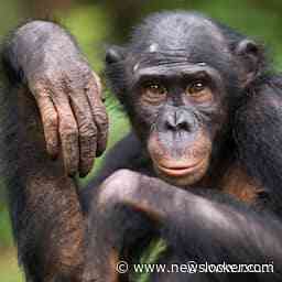 Uit Ouwehands Dierenpark ontsnapte bonobo is gevangen en terug in verblijf