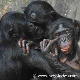 NU+ | Expert over gevaar ontsnapte bonobo: 'Snap dat ze zich zorgen maken'
