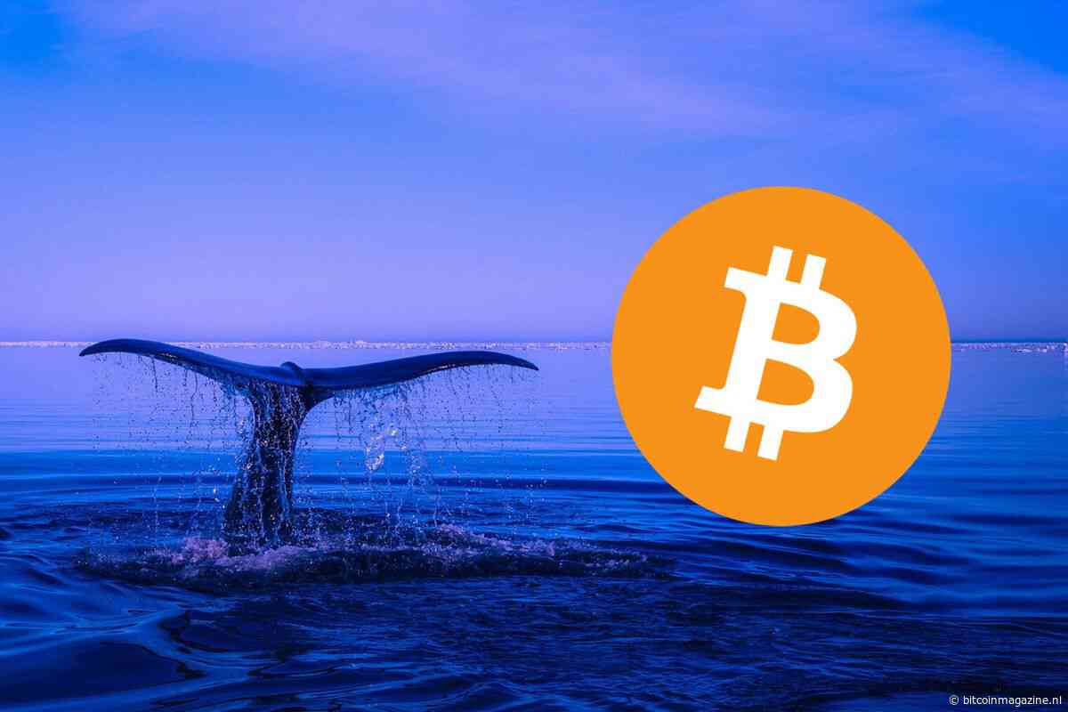 Santiment komt met analyse over Bitcoin whales: koersstijging op komst?