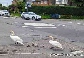 Swans hold up traffic outside The Swan Fish and Chips in Westham