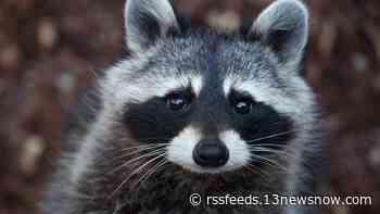 Rabid raccoon found in Suffolk after fighting with dog, health officials say
