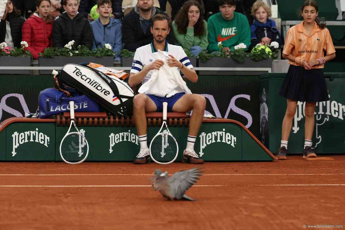"J’espère que le pigeon va bien": quand le tennisman Daniil Medvedev s’inquiète pour un oiseau venu percuter le toit d’un court à Roland-Garros