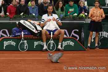 "J’espère que le pigeon va bien": quand le tennisman Daniil Medvedev s’inquiète pour un oiseau venu percuter le toit d’un court à Roland-Garros
