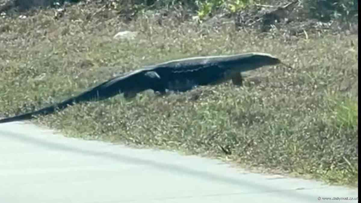 Huge invasive Asian monitor lizard that eats cats and dogs is filmed running across Florida road by frightened onlookers